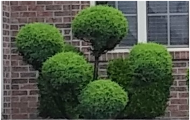 Evansville hedge trimming