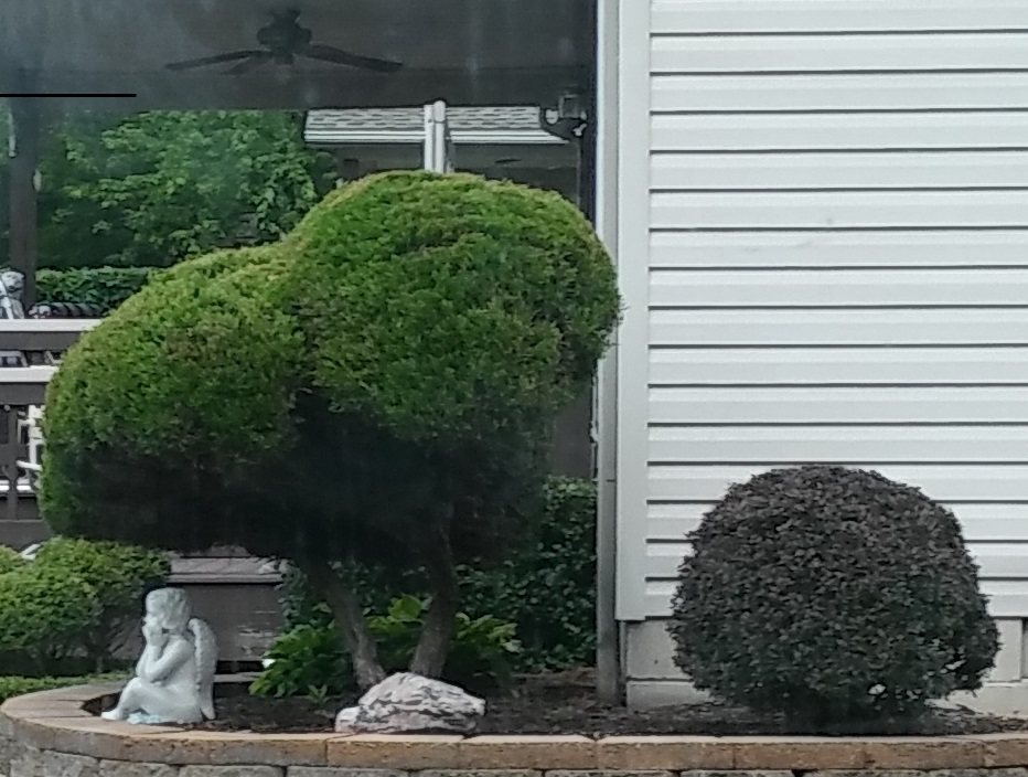 Evansville shrub trimming